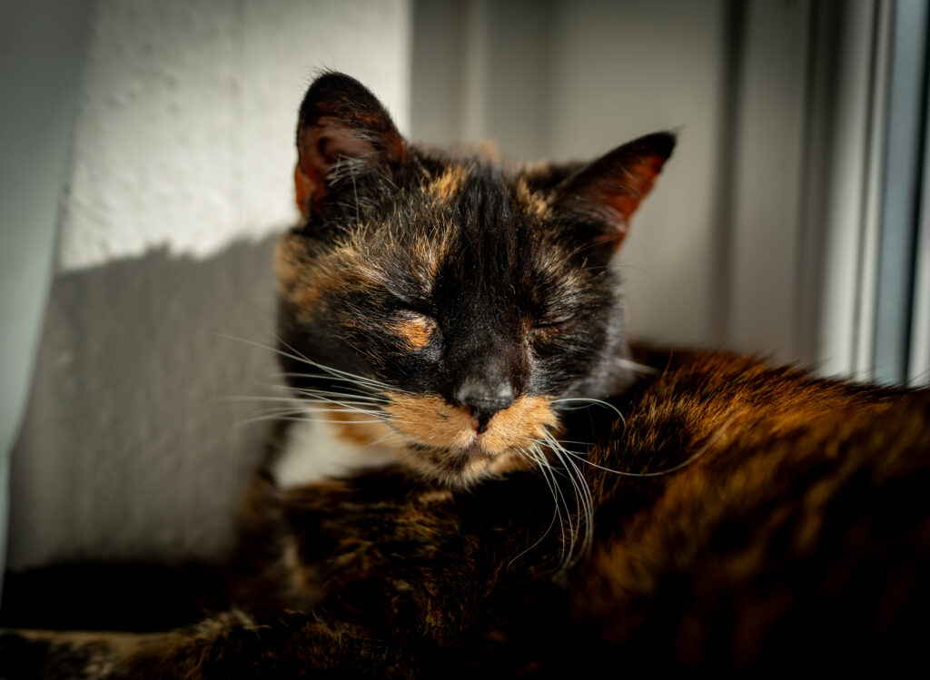 Calico cat on window sill.