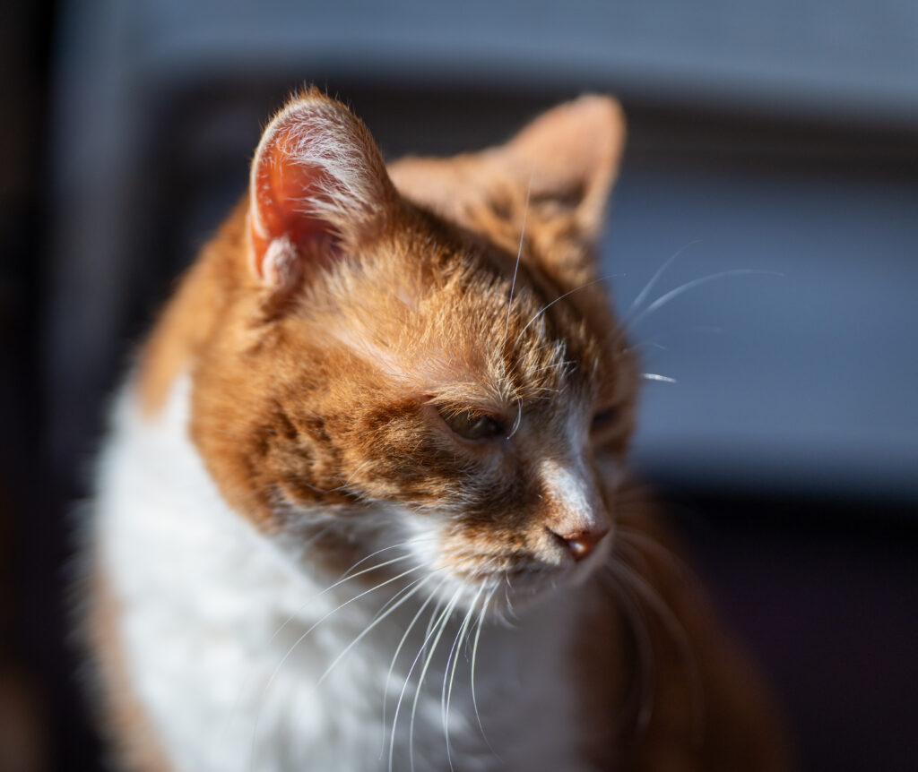 A Beautiful Ginger and White Tabby short haired cat