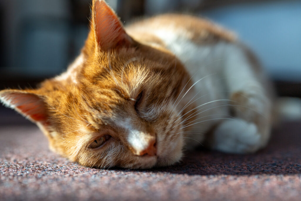Ginger & white tabby DSH laying on carpet in the sun.