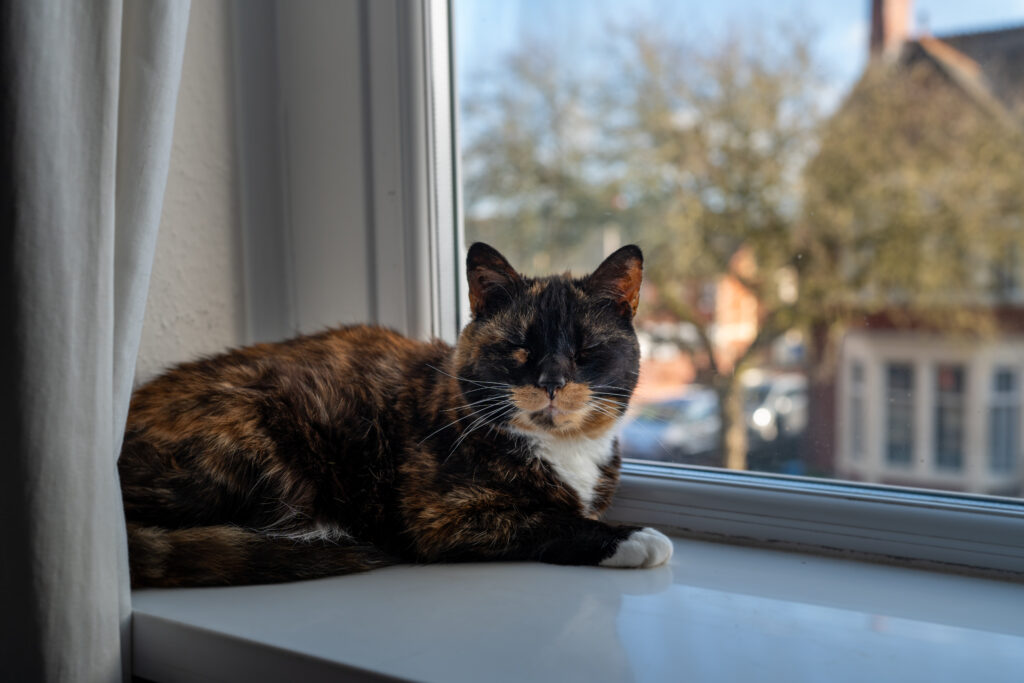 Celia the cat chilling out on the window sill.