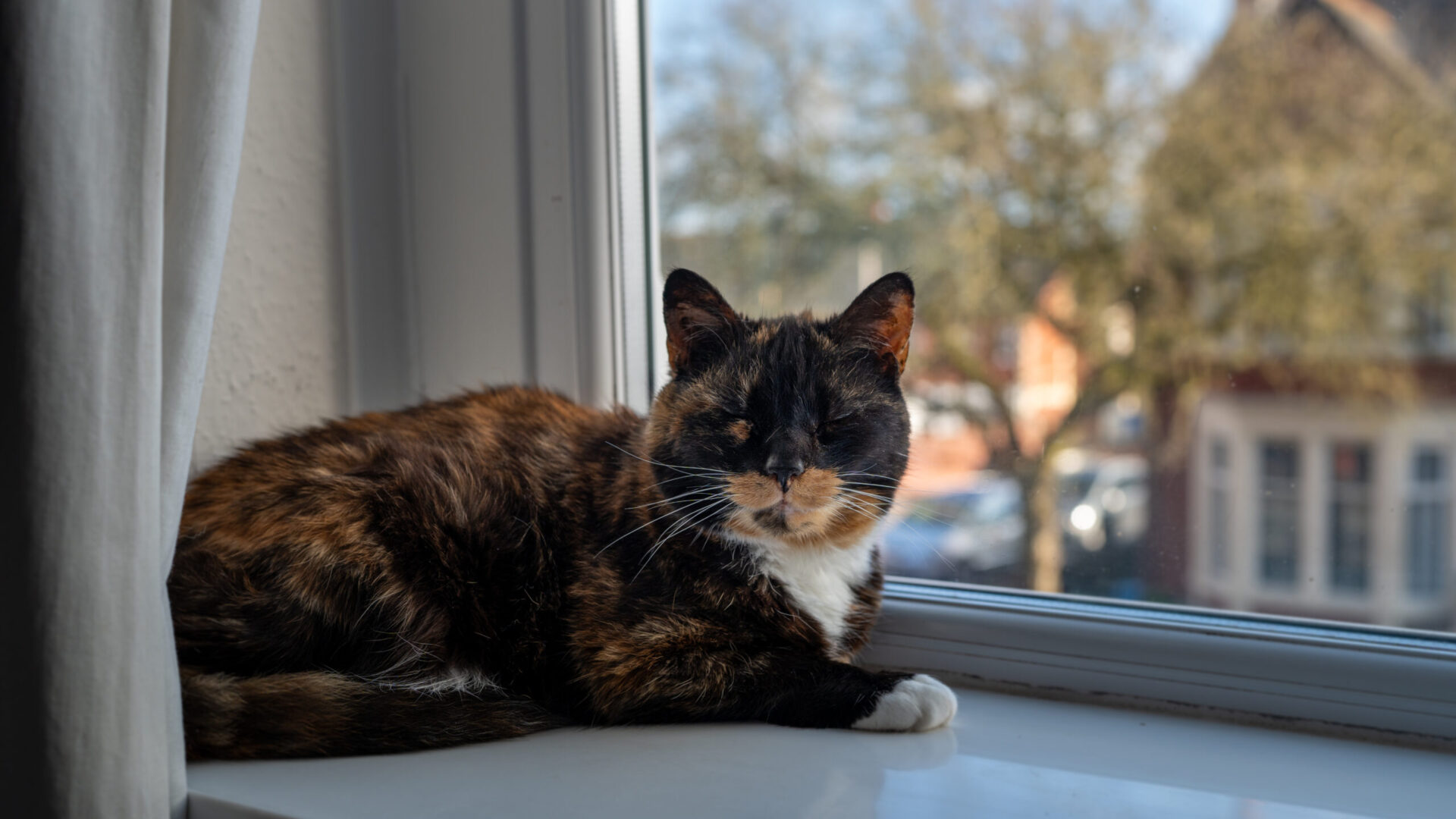 Celia the cat chilling out on the window sill.